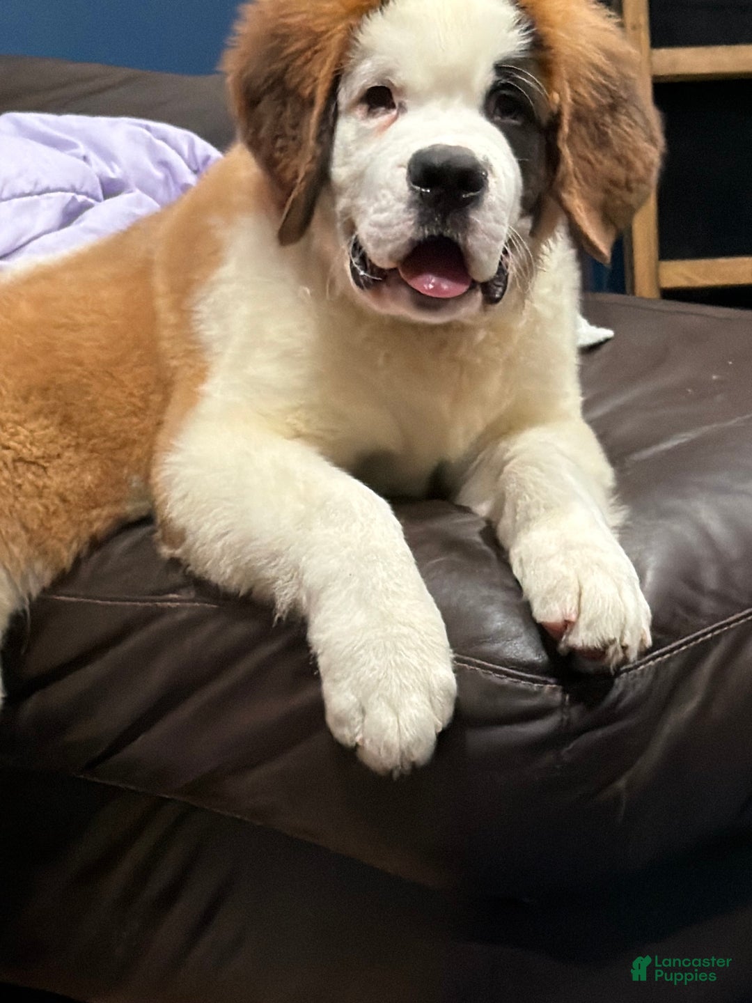 Saint Bernard dogs for sale: Travis  - Ad 4