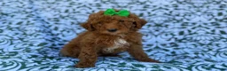 Cavapoo dogs for sale: Ava - Ad 5