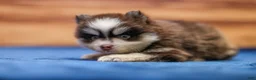 Pomsky dogs for sale: Twix - Ad 4