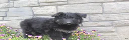 German Shepherd dogs for sale: Devon - Ad 5