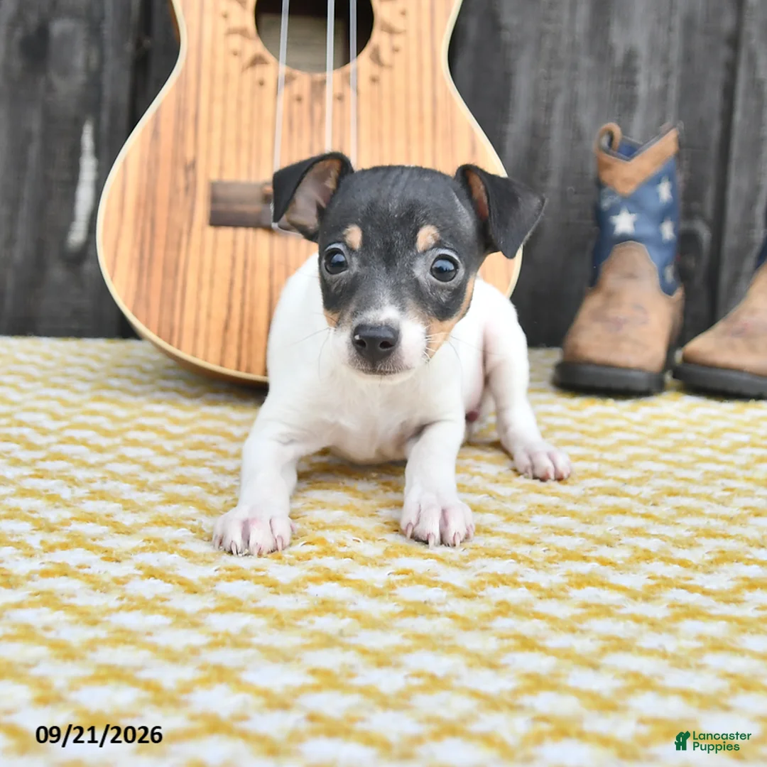 Toy Fox Terrier dogs for sale: Britt  - Ad 1