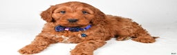 Cavapoo dogs for sale: Theodore - Ad 6