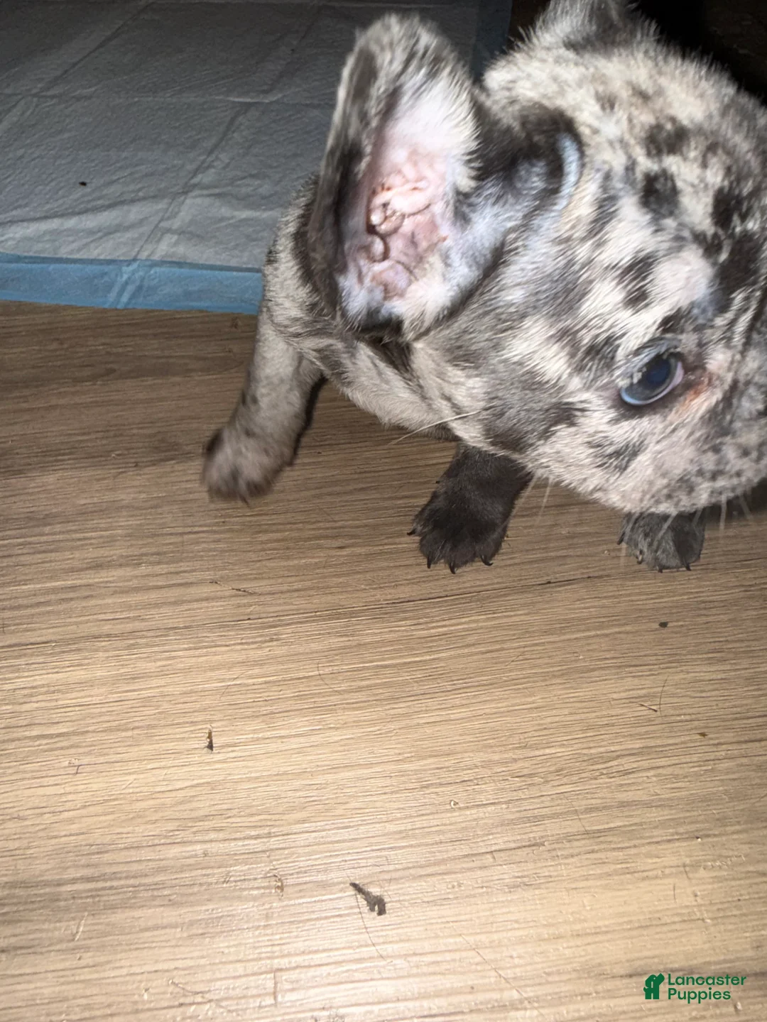 French Bulldog dogs for sale: French Bulldog 2 - Ad 2
