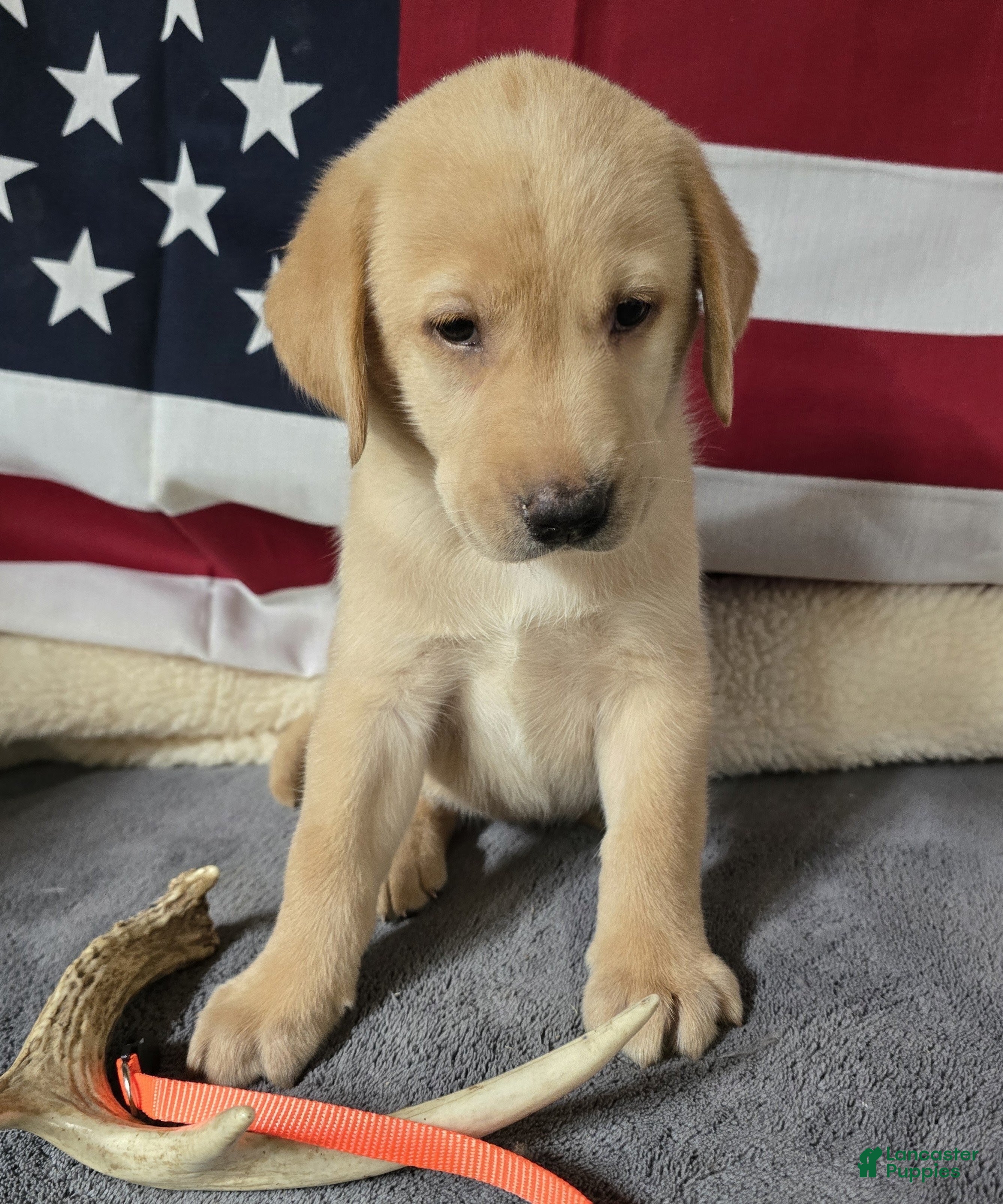 Labrador Retriever dogs Orange Collar - Ad 1