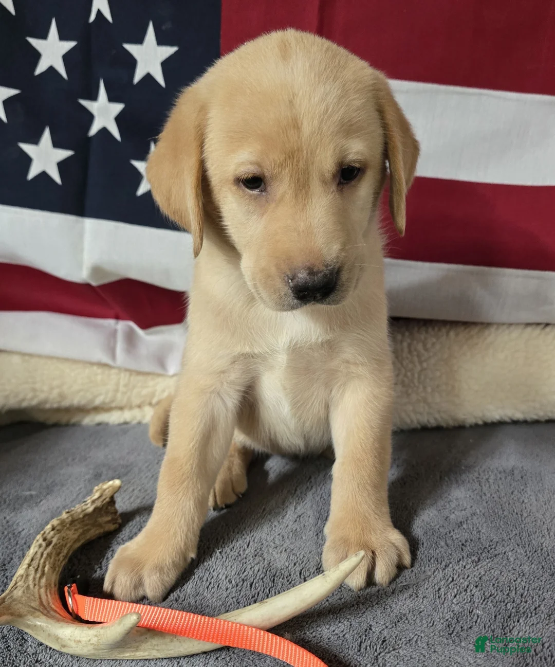 Labrador Retriever dogs for sale: Orange Collar - Ad 1
