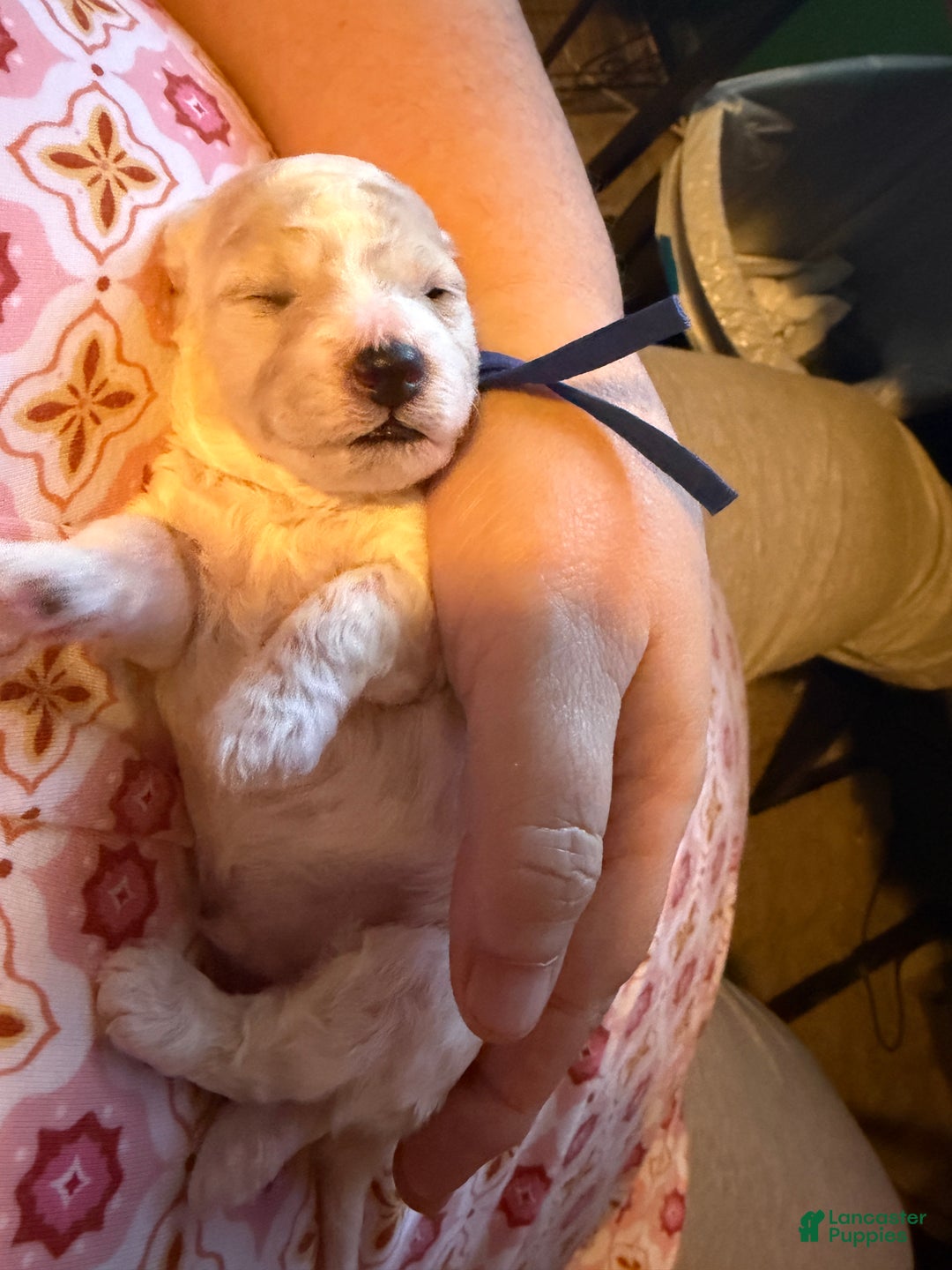 Miniature Poodle dogs for sale: AKC Miniature Poodle Cream Parti Male - Ad 2