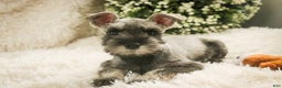Miniature Schnauzer dogs for sale: Mario - Ad 1