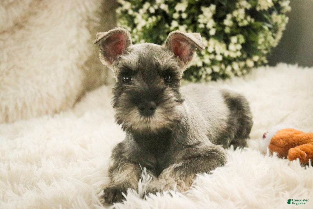 Miniature Schnauzer dogs for sale: Mario - Ad 1