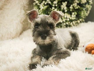 Miniature Schnauzer dogs Mario - Ad 27