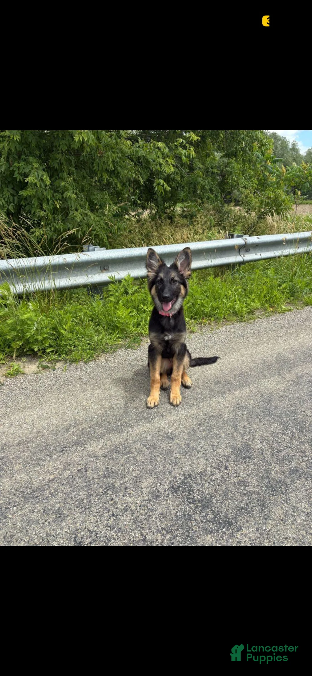 Mixed Breed dogs for sale: Luna - Ad 1