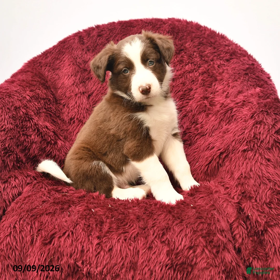 Border Collie dogs for sale: Neal - Ad 1