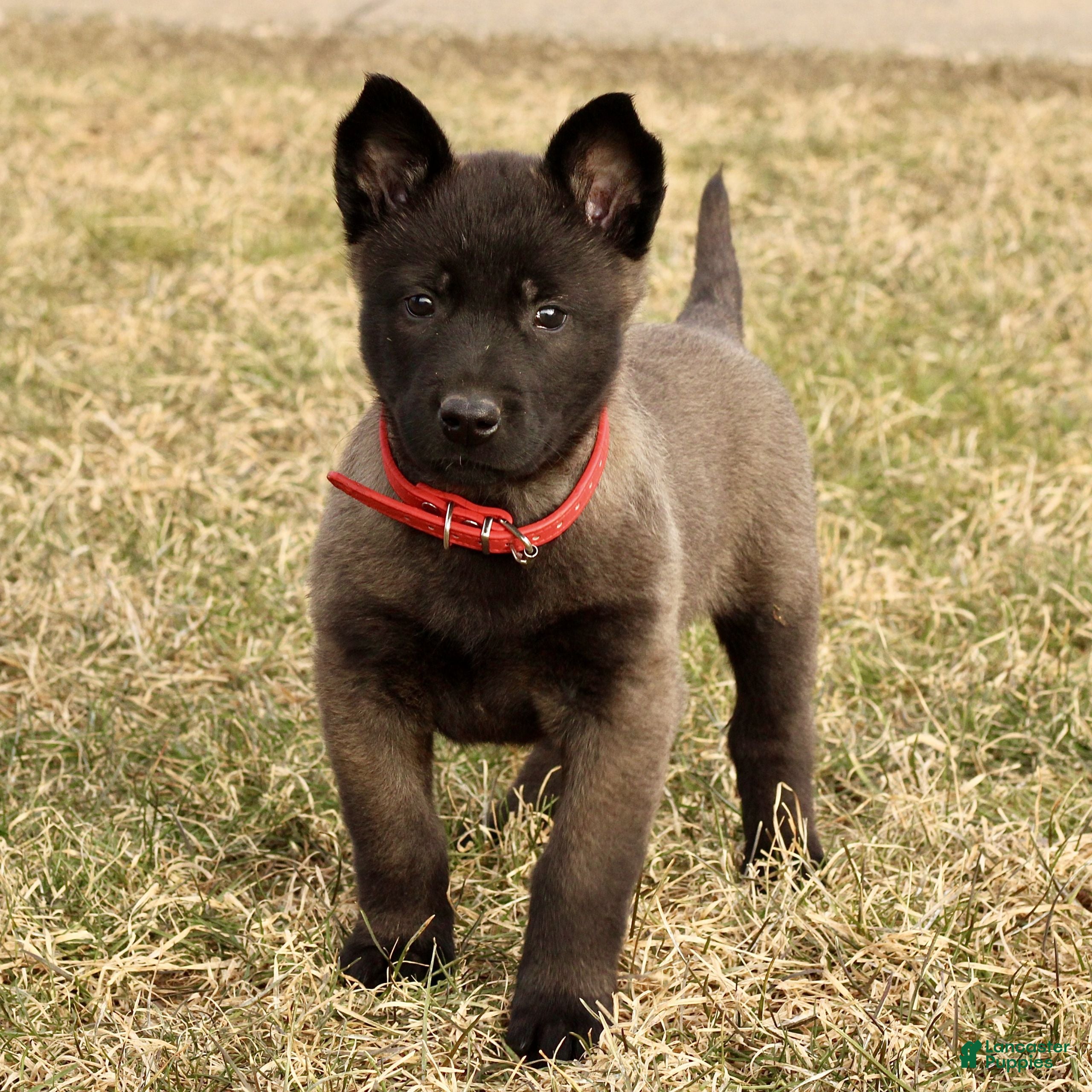Belgian Malinois dogs Allegra  - Ad 16