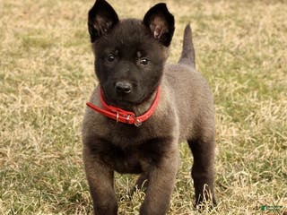Belgian Malinois dogs Allegra - Ad 16