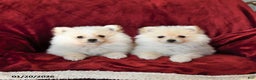 Pomeranian dogs for sale: Flurry - Ad 3
