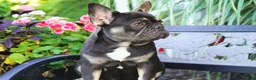 French Bulldog dogs for sale: Mochi - Ad 3