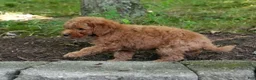 Mini Goldendoodle dogs for sale: Camden - Ad 9