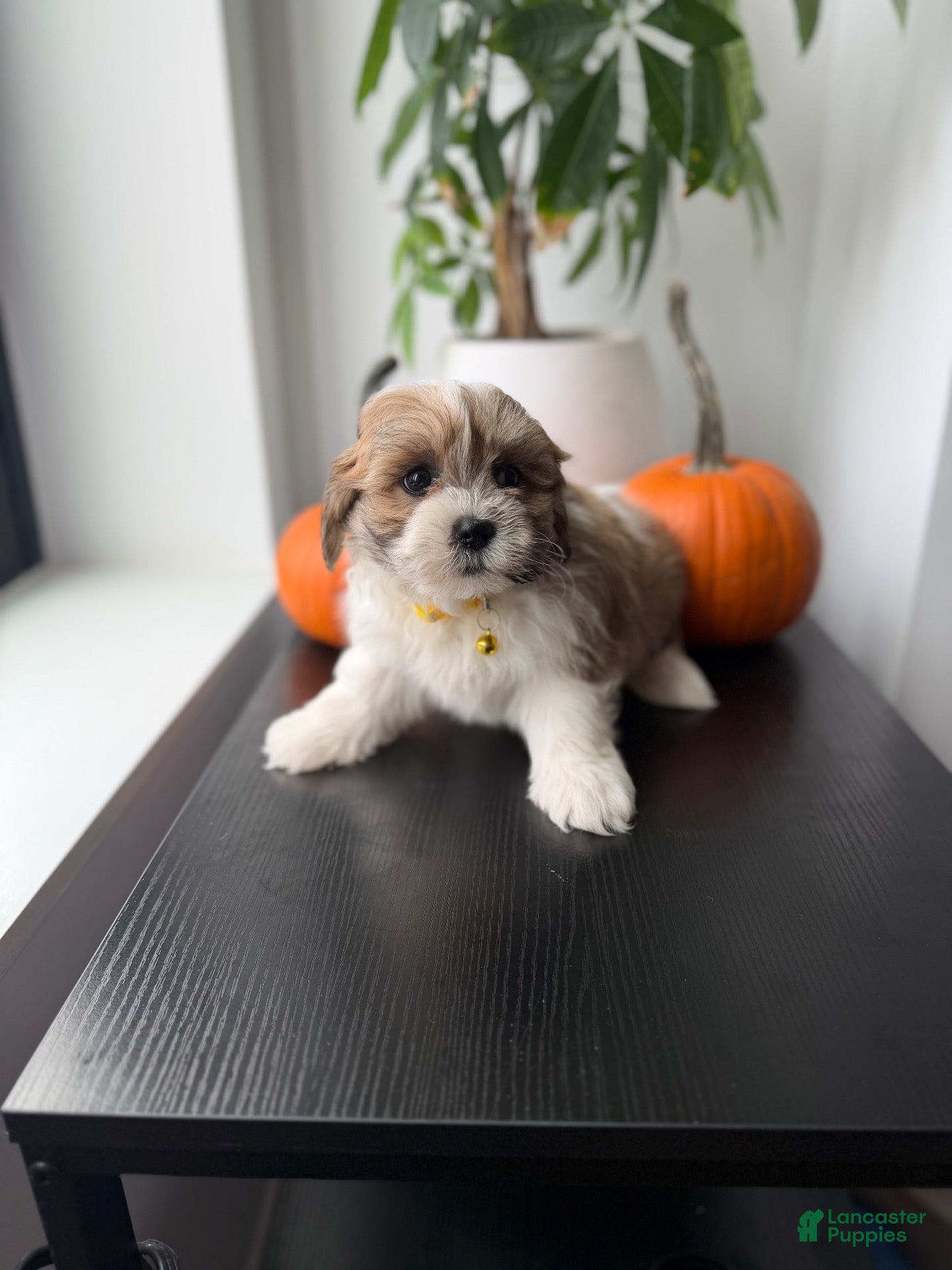 Shihpoo dogs Boots - Ad 1