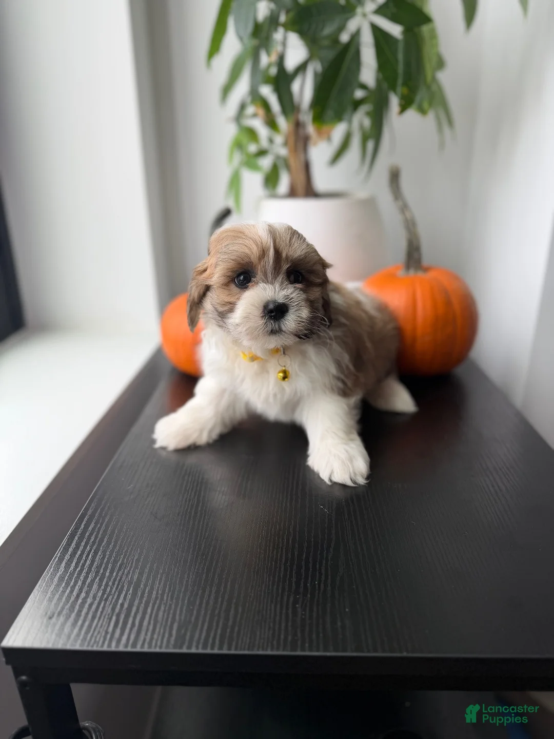 Shihpoo dogs for sale: Boots - Ad 1