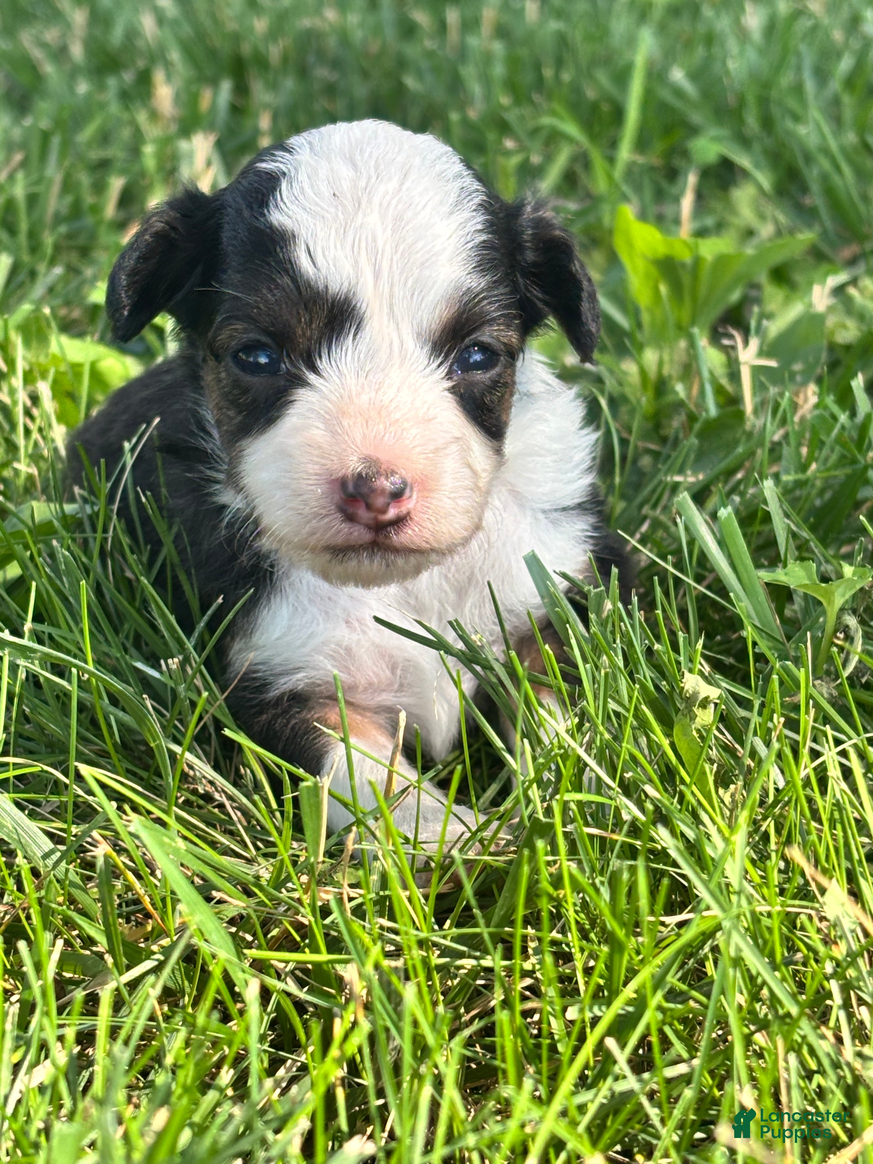 Mini Aussiedoodle dogs Mini Aussiedoodle 4 - Ad 2
