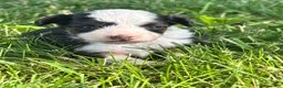 Mini Aussiedoodle dogs for sale: Mini Aussiedoodle 4 - Ad 2