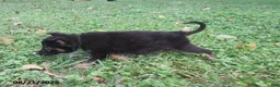 German Shepherd dogs for sale: Cedar - Ad 2