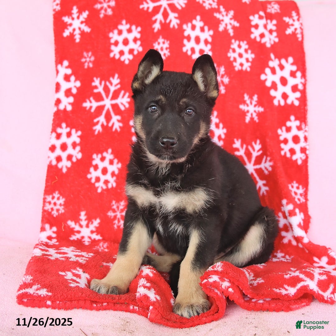German Shepherd dogs for sale: Coco  - Ad 2