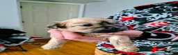 Mixed Breed dogs for sale: Baby Eva - Ad 25