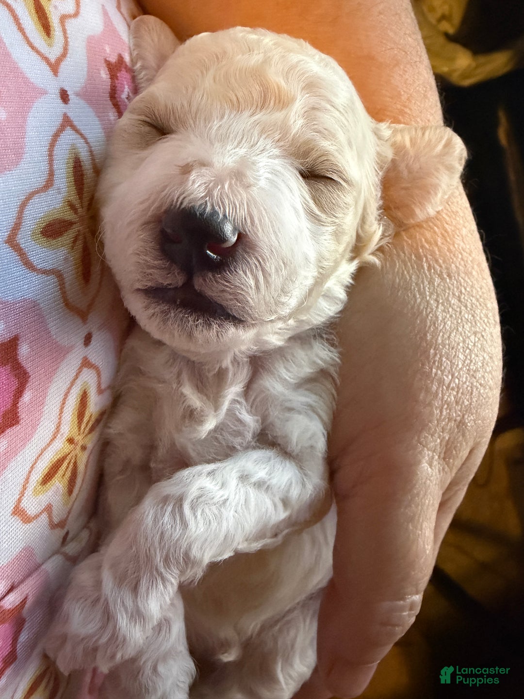 Miniature Poodle dogs for sale: AKC Miniature Poodle Abstract Cream White Male - Ad 3