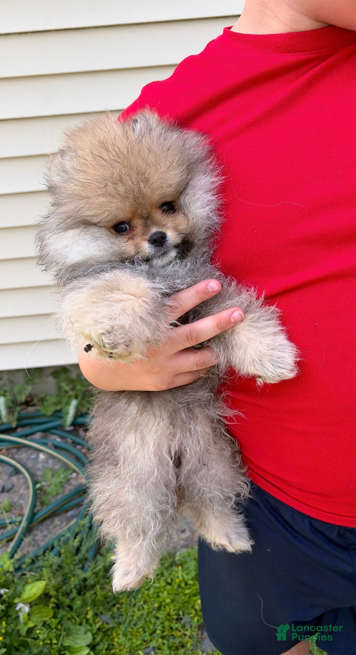 Pomeranian dogs Pomeranian Puppy 3 - Ad 2