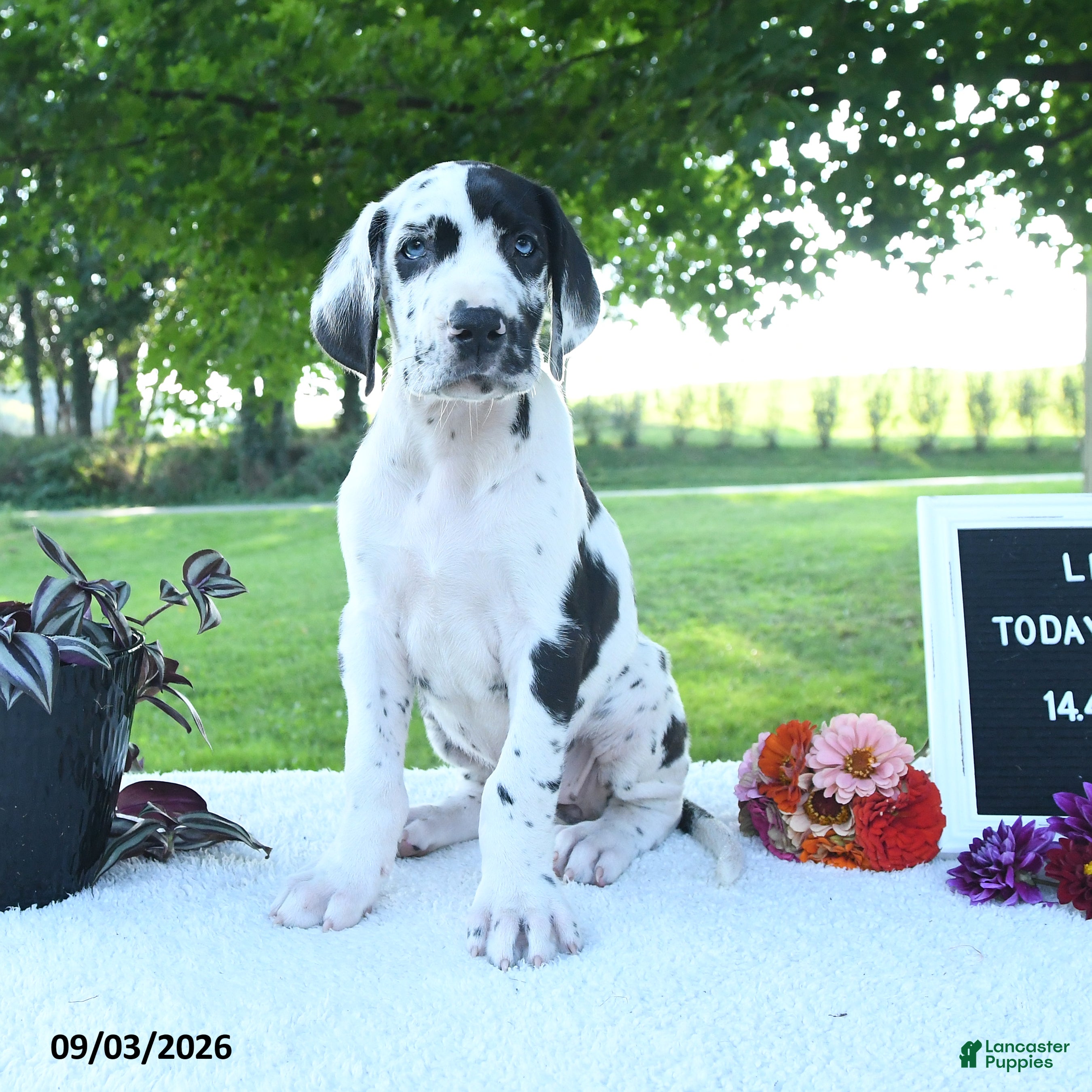 Great Dane dogs Lexie - Ad 2