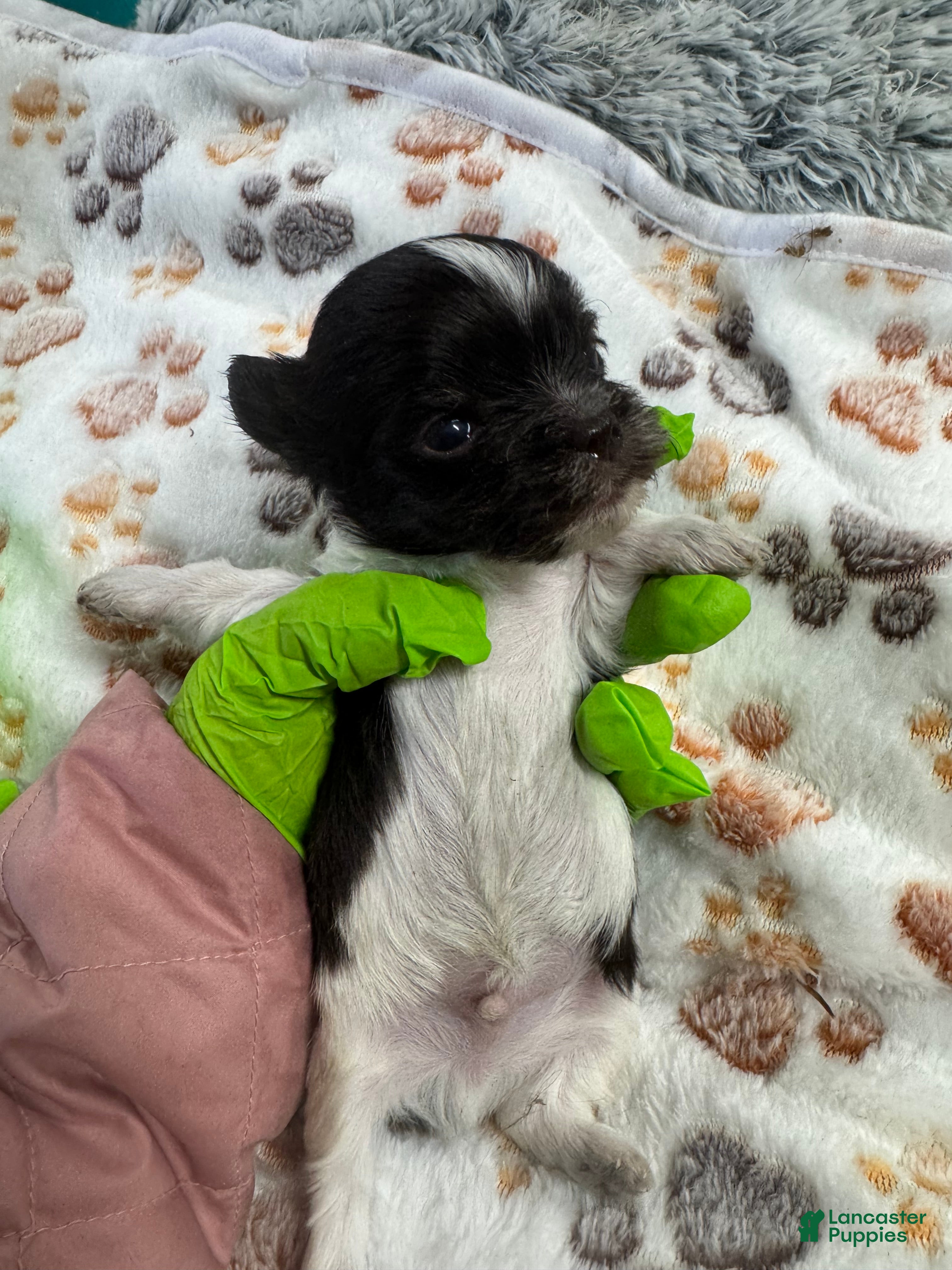 Yorkshire Terrier dogs Yorkshire Terrier Puppy 1 - Ad 2