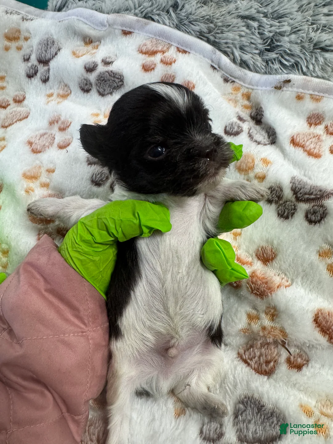 Yorkshire Terrier dogs for sale: Yorkshire Terrier Puppy 1 - Ad 2