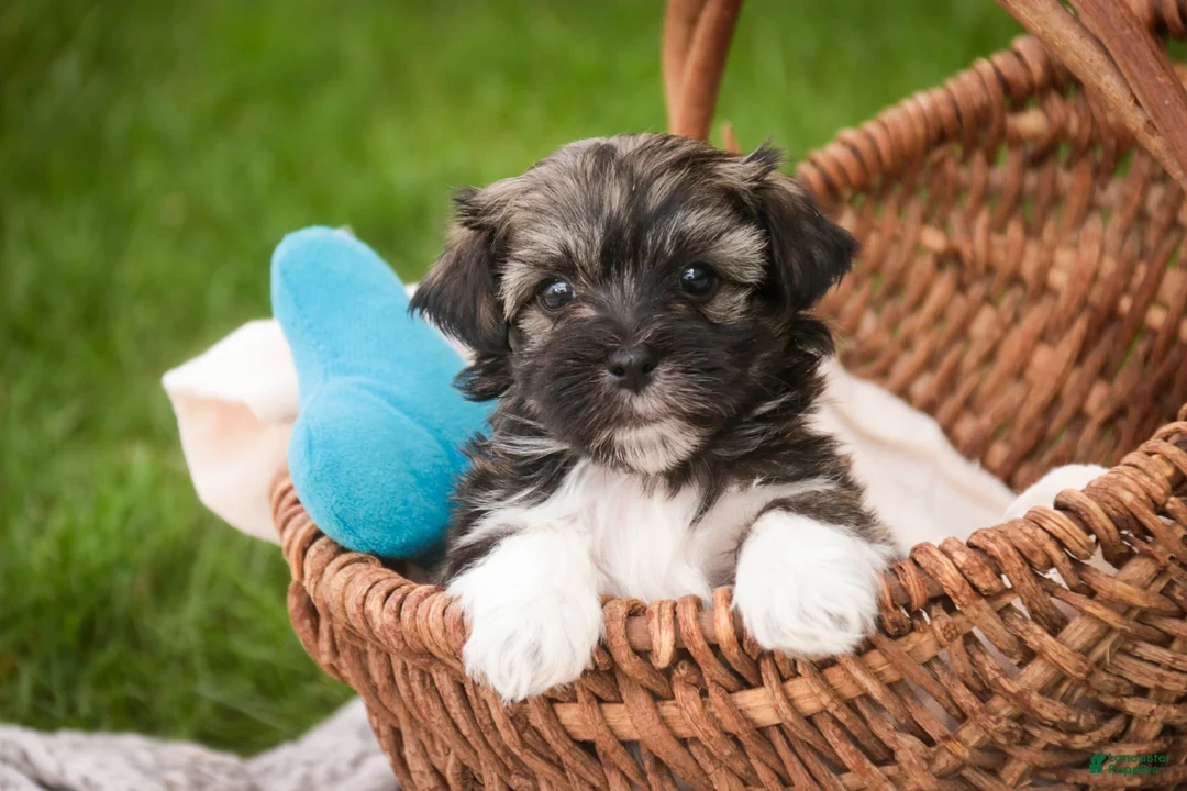 Havanese dogs for sale: Spunky - Ad 2