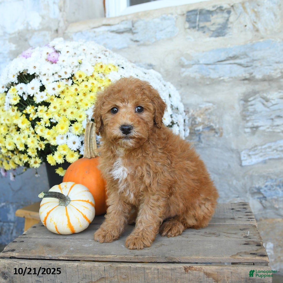 Miniature Poodle dogs for sale: Slate - Ad 2