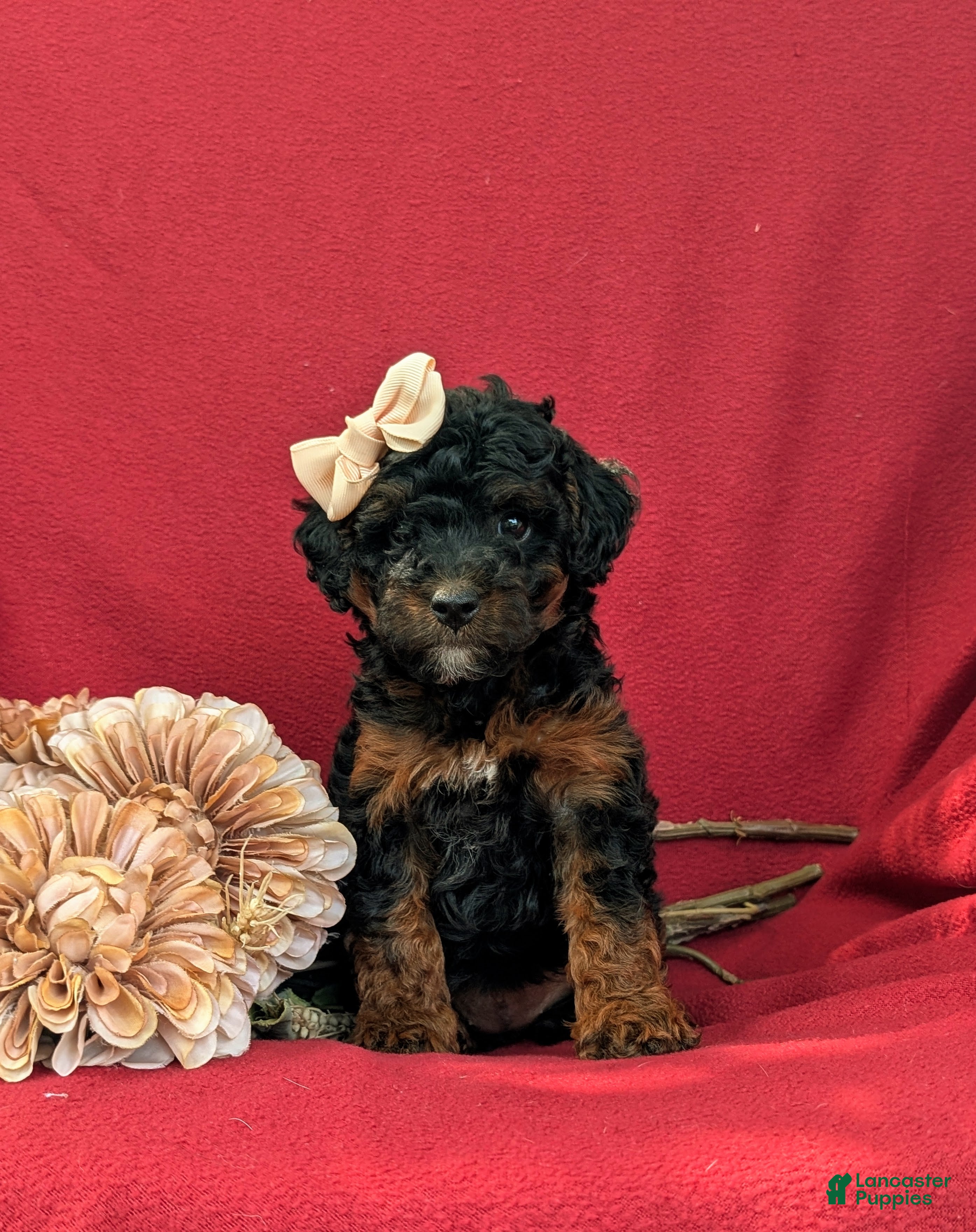 Cockapoo dogs Faline Hypoallergenic - Ad 1