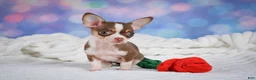 Chihuahua dogs for sale: Betty - Ad 5