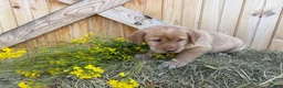 Labrador Retriever dogs for sale: Scarlette - Ad 16