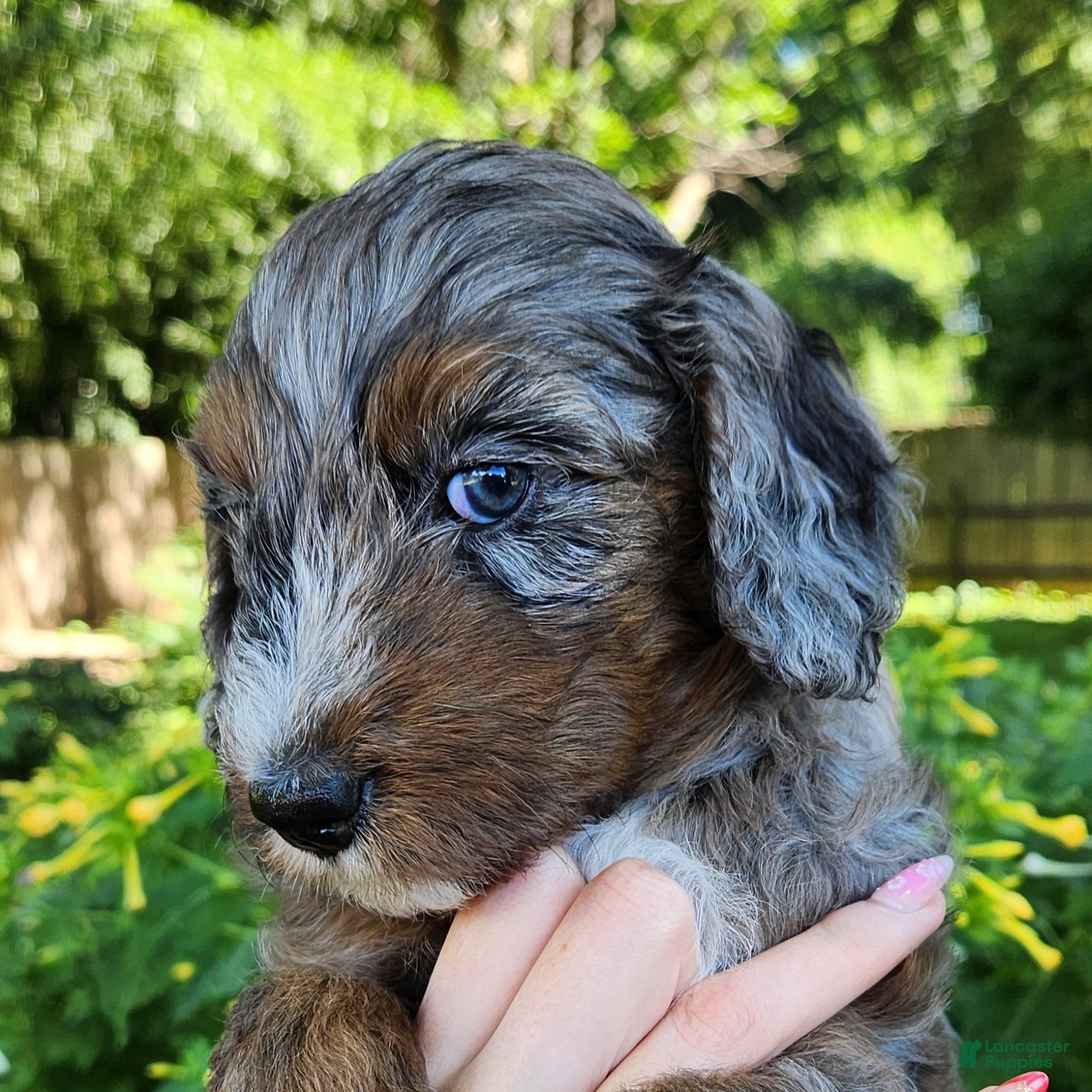 Mini Aussiedoodle dogs Misty - Female - Blue Merle - Ad 1