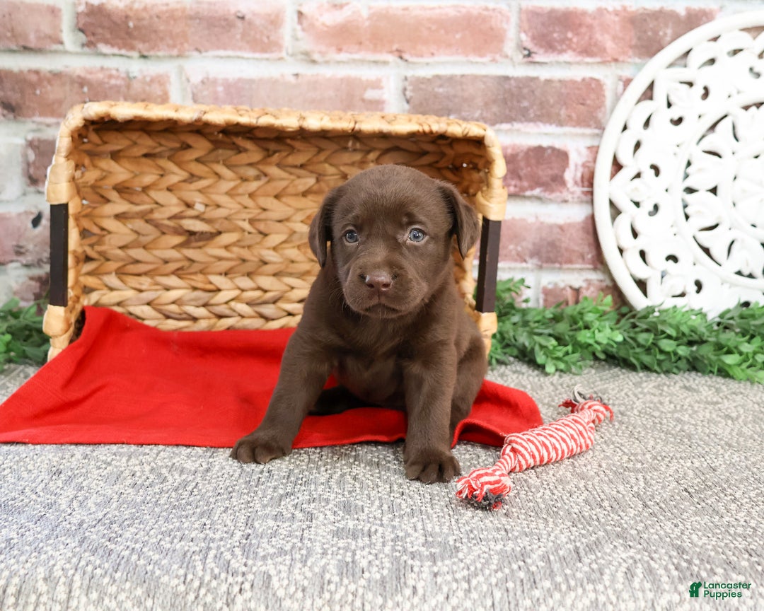 Labrador Retriever dogs for sale: Liberty  - Ad 4