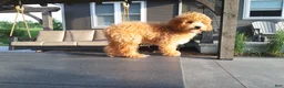 Maltipoo dogs for sale: Ranger - Ad 4