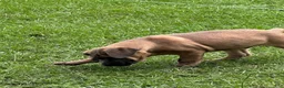 Cane Corso dogs for sale: Cane Corso 1 - Ad 44