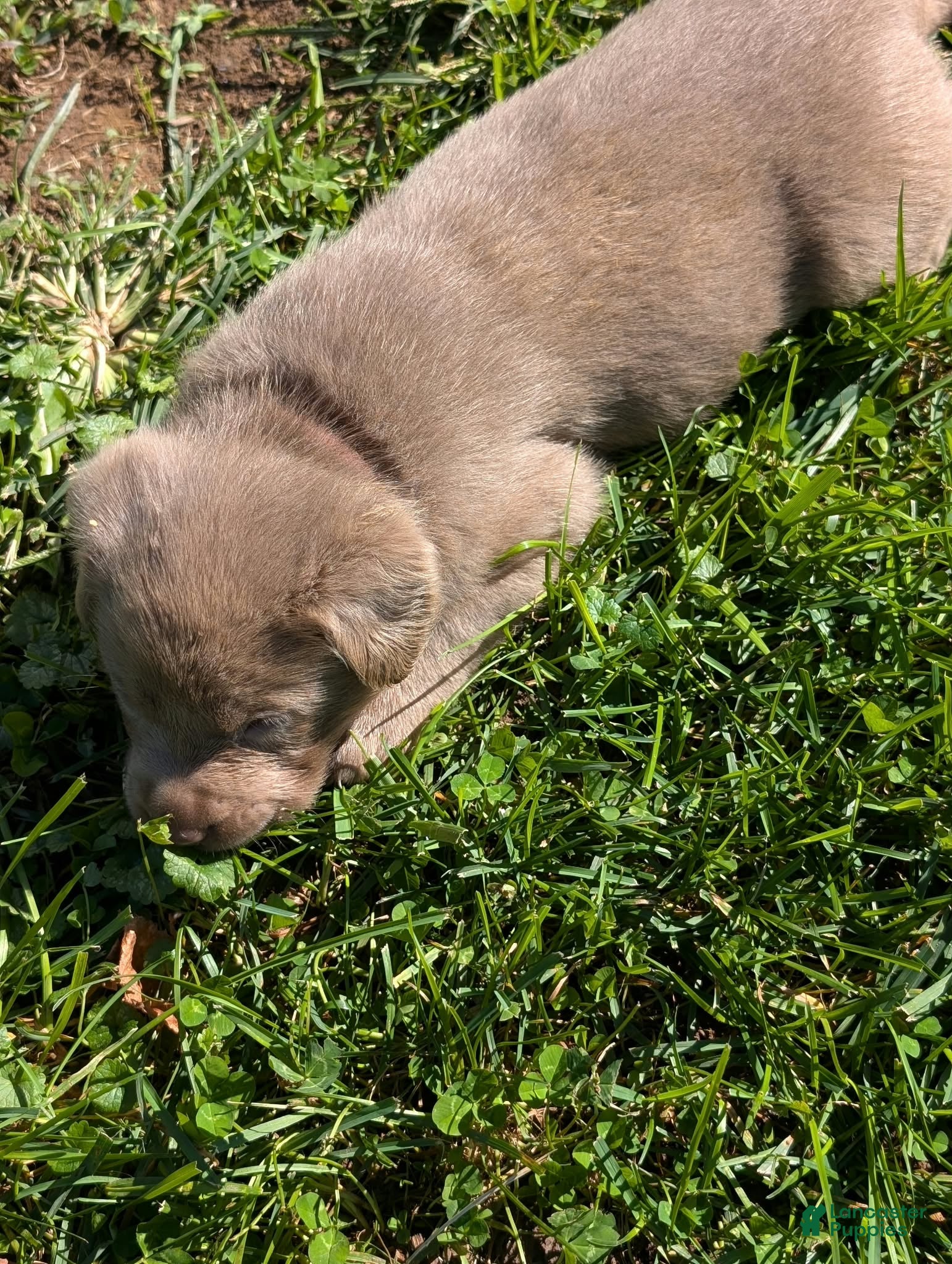 Labrador Retriever dogs Calli - Ad 2
