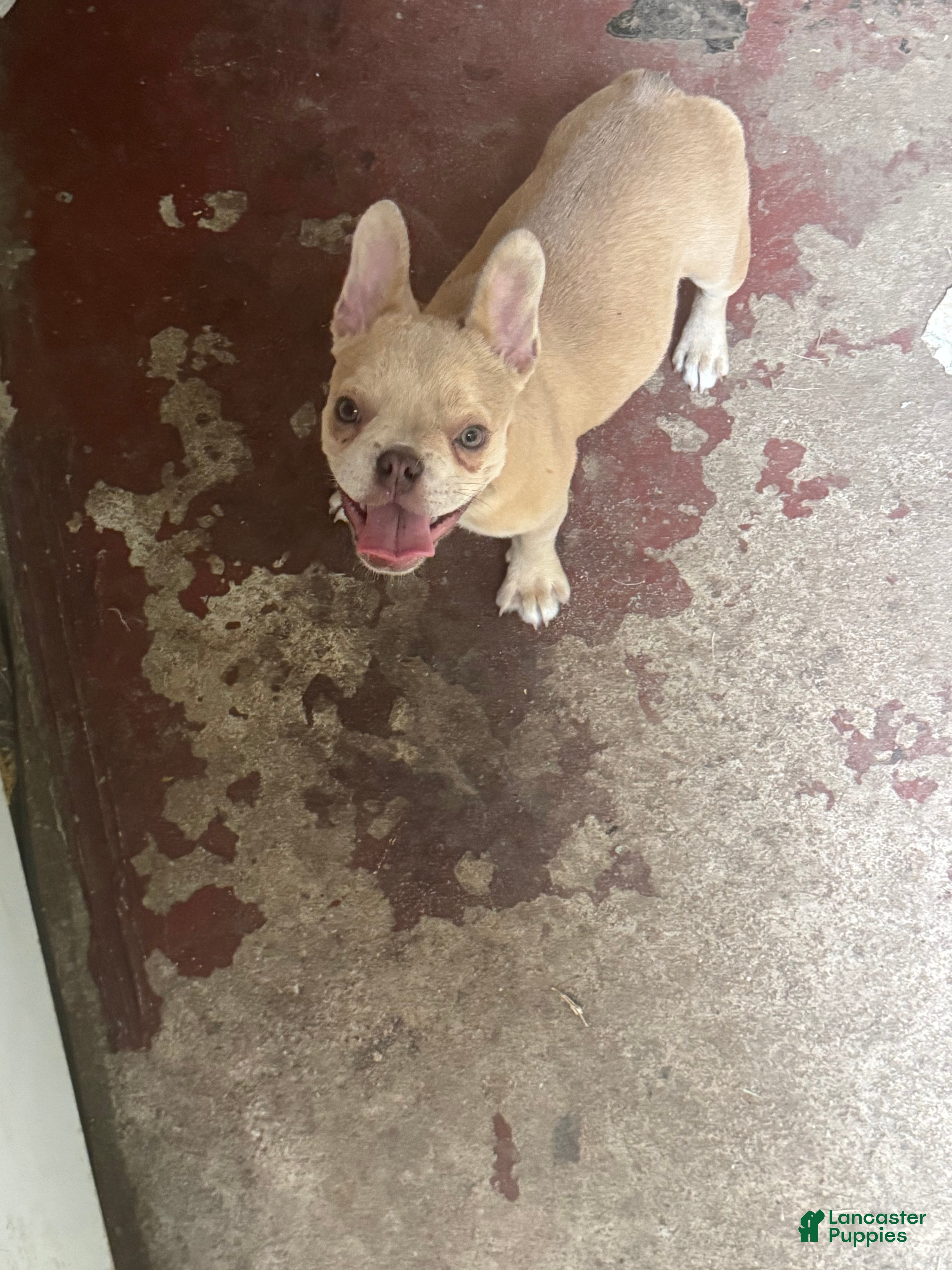 French Bulldog dogs Liberty - Ad 38