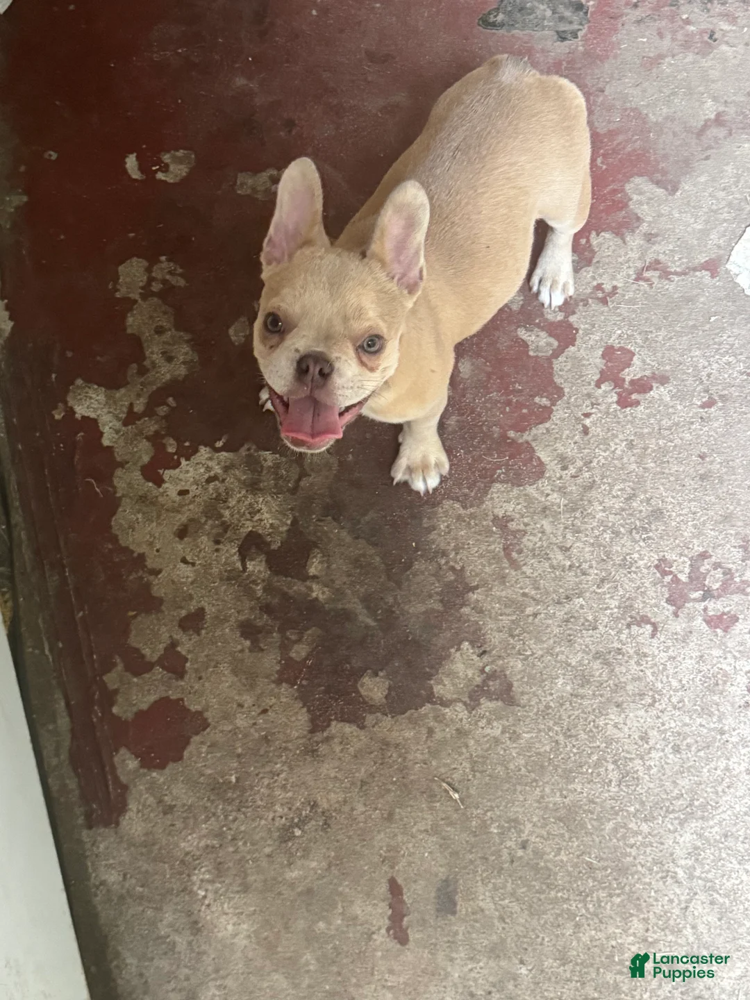 French Bulldog dogs for sale: Liberty - Ad 1