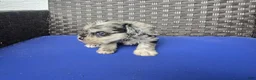 Miniature Schnauzer dogs for sale: Romolo - Ad 3
