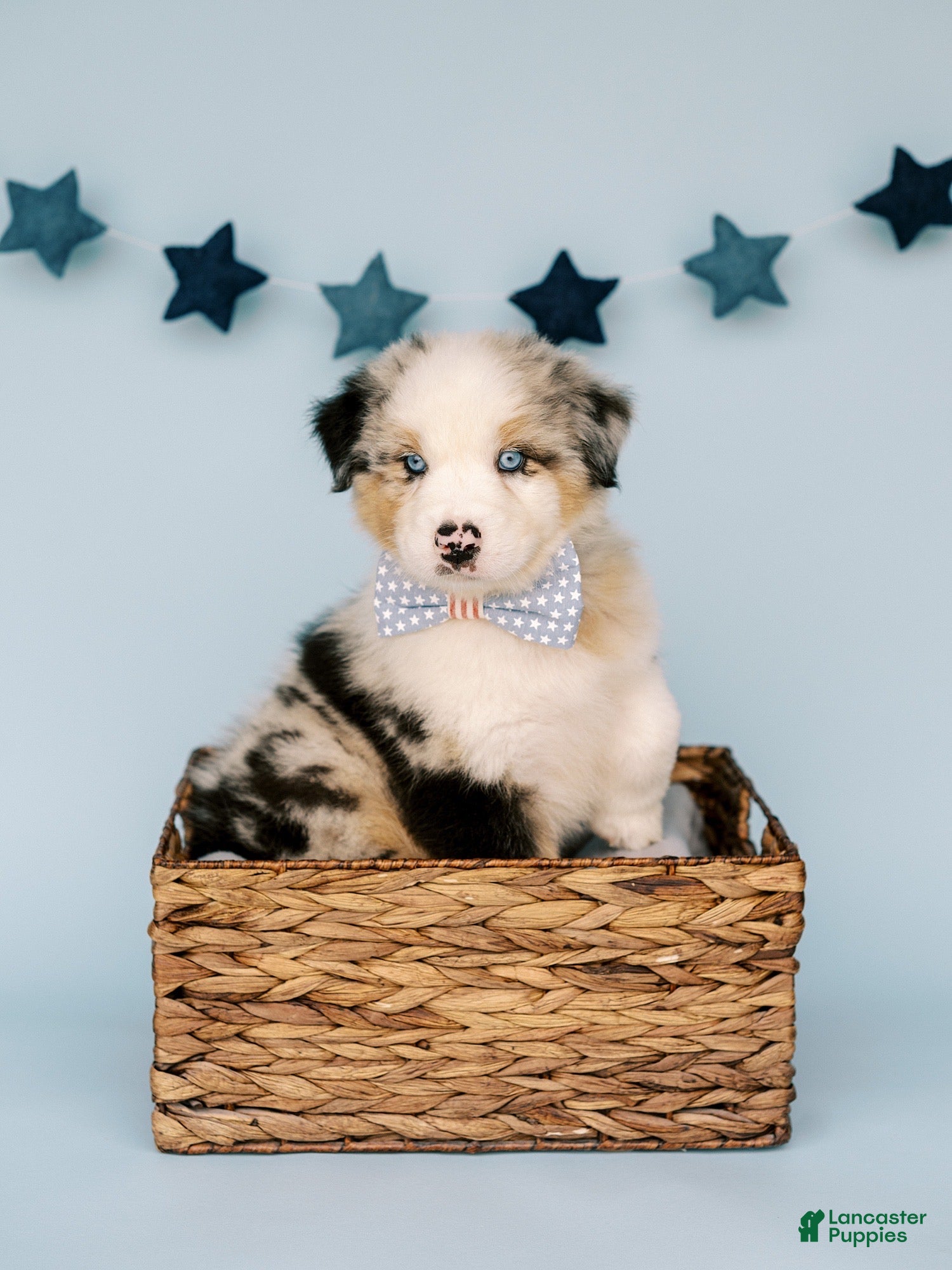 Australian Shepherd dogs Samson  - Ad 1