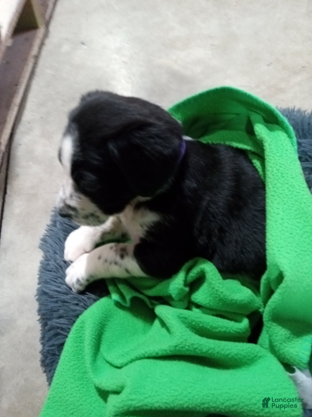 Mixed Breed dogs for sale: Dora - Ad 6