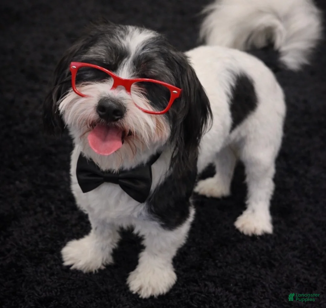 Shihpoo dogs for sale: Shihpoo Puppy 1 - Ad 9