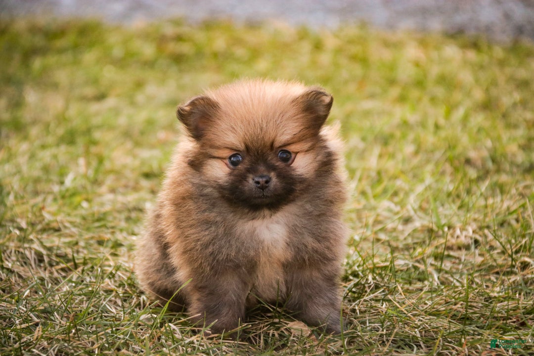 Pomeranian dogs for sale: Bennet - Ad 2