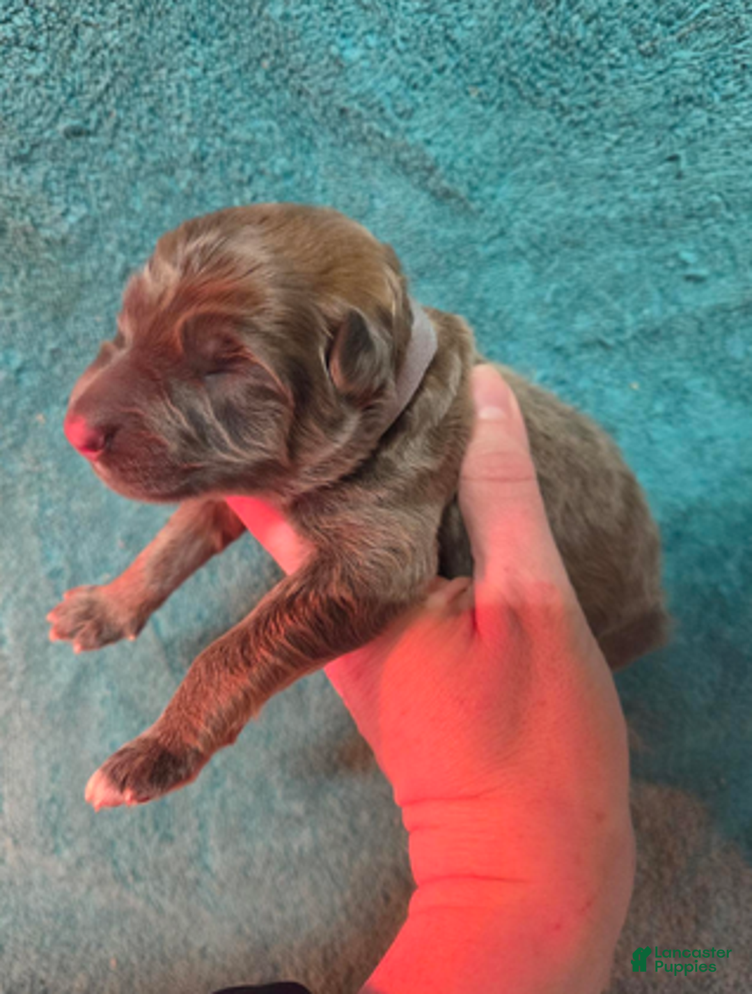 German Shepherd dogs for sale: Gray Collar Boy - Ad 4